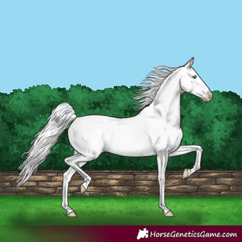 Horse Color:Silver Perlino Dun 