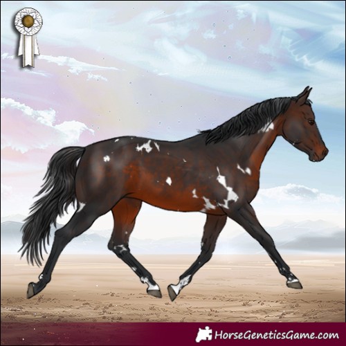 Horse Color:White Spotted Brown