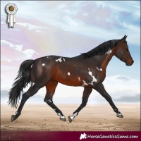 Horse Color:White Spotted Brown