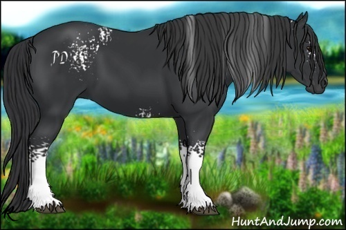 Horse Color:White Spotted Black