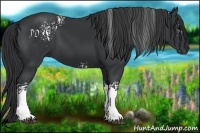 Horse Color:White Spotted Black