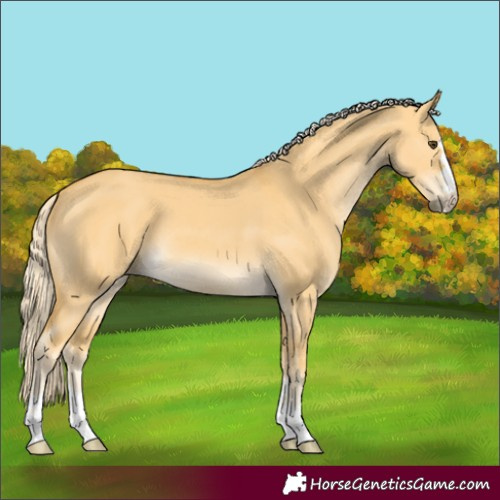 Horse Color:Palomino Dun 