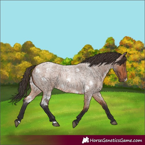Horse Color:Bay Roan Rabicano