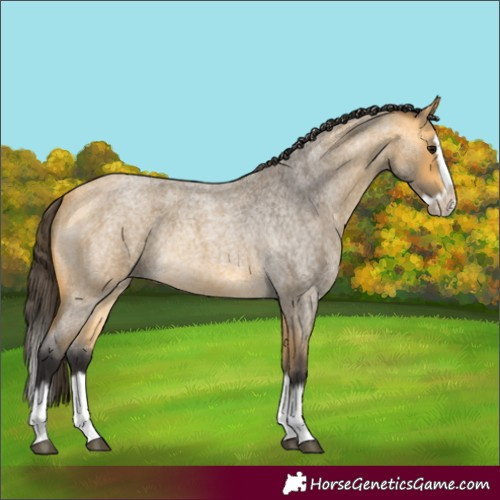 Horse Color:Buckskin Roan Splash Frame Rabicano