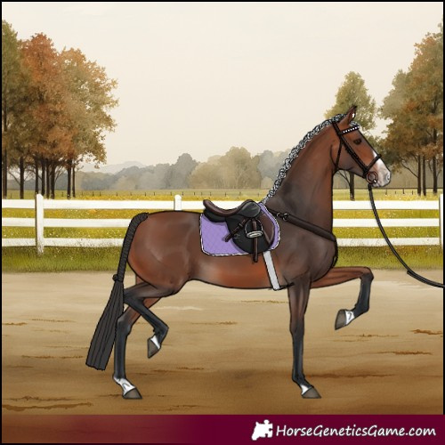 Horse Color:Bay Splash Frame Rabicano 