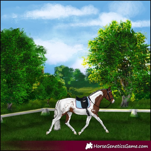 Horse Color:Gray Silver Bay Tobiano Blanket