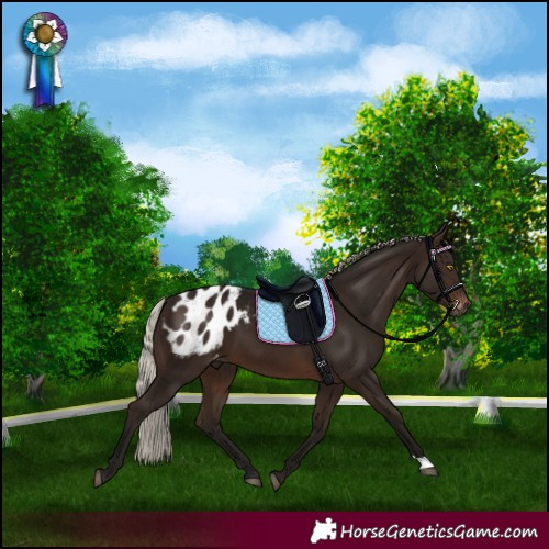 Horse Color:Gray Silver Brown Appaloosa