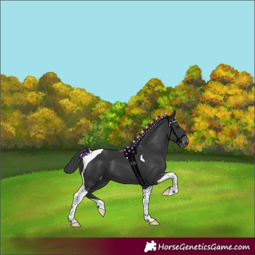 Horse Color:Black Tobiano Varnish 