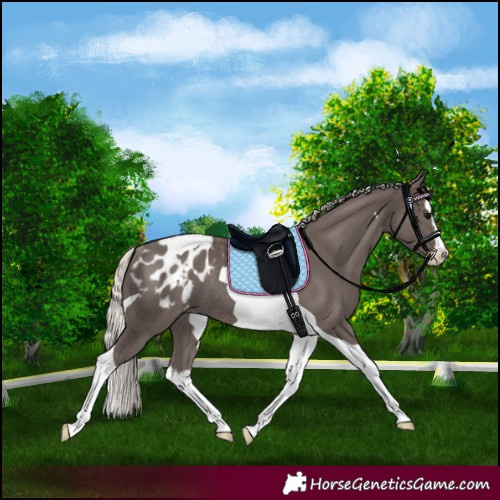 Horse Color:Silver Black Splash Tobiano Blanket Rabicano 