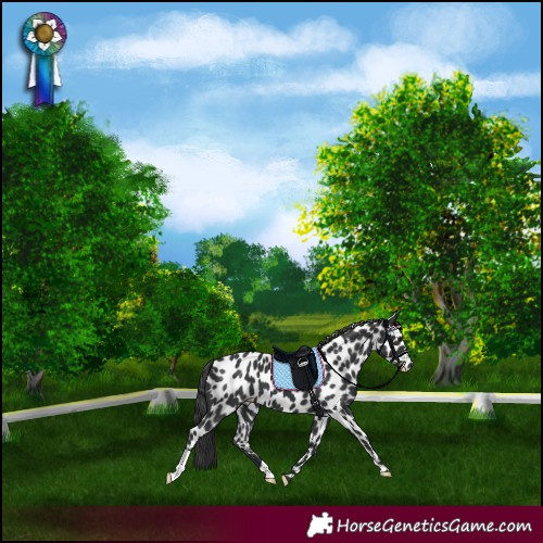 Horse Color:Black Appaloosa