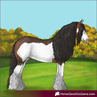 Horse Color:Bay Splash Frame Rabicano 