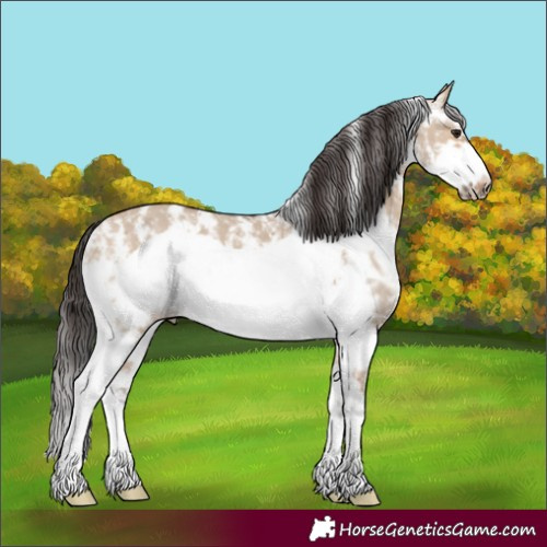 Horse Color:Bay Dun Sabino Frame Rabicano 