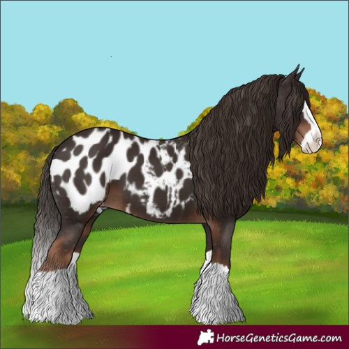 Horse Color:Liver Chestnut Splash Appaloosa