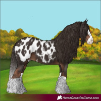 Horse Color:Liver Chestnut Splash Appaloosa 