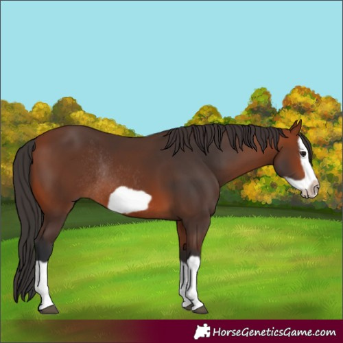 Horse Color:Bay Splash Frame Rabicano 