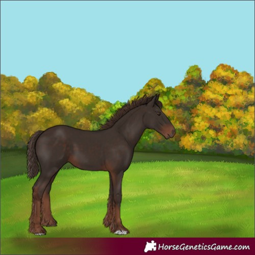 Horse Color:Liver Chestnut