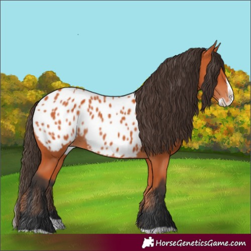 Horse Color:Bay Splash Appaloosa