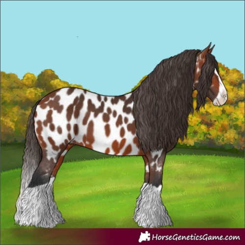 Horse Color:Bay Splash Appaloosa 