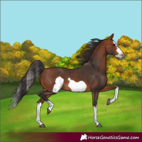 Horse Color:Bay Splash Frame Rabicano 