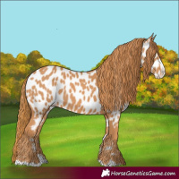 Horse Color:Chestnut Splash Near Leopard