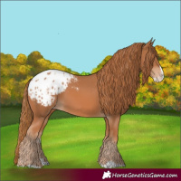Horse Color:Chestnut Splash Appaloosa