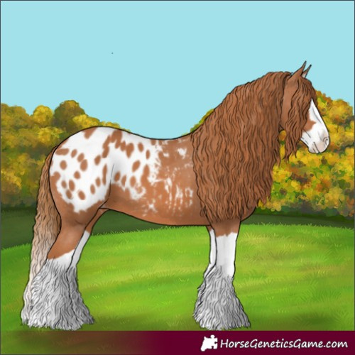 Horse Color:Chestnut Splash Blanket