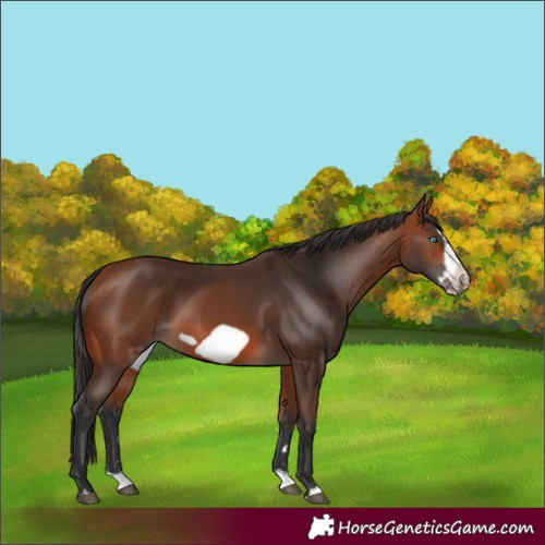 Horse Color:Bay Splash Frame Rabicano 