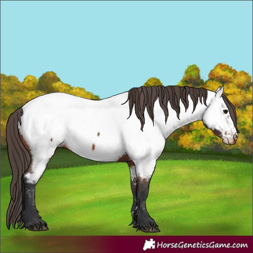 Horse Color:Bay Appaloosa