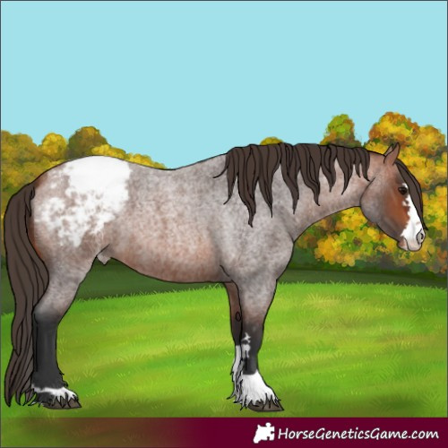 Horse Color:Bay Roan Snowcap