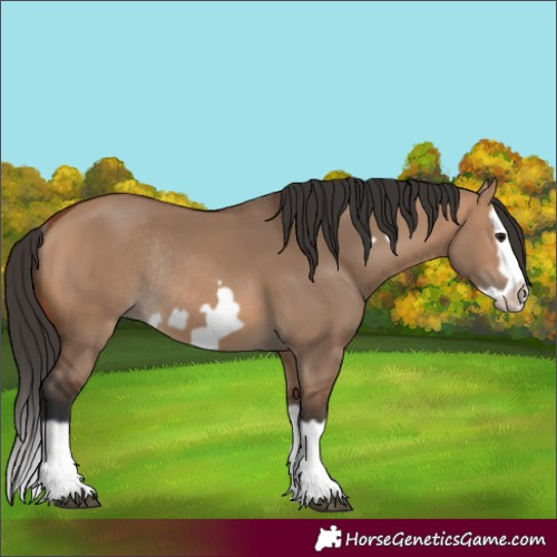 Horse Color:Bay Dun Splash Frame Rabicano 