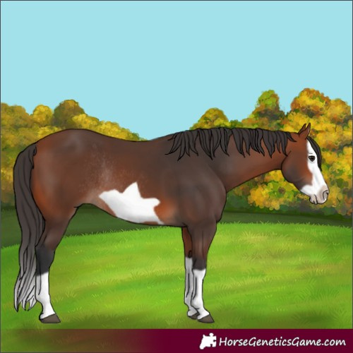 Horse Color:Bay Splash Frame Rabicano