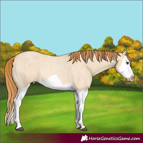 Horse Color:Red Dun Roan Splash Frame Rabicano