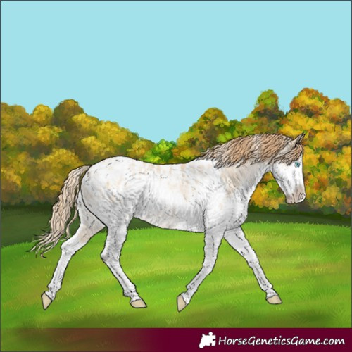Horse Color:Powder White Buckskin Snowdrop Splash Appaloosa