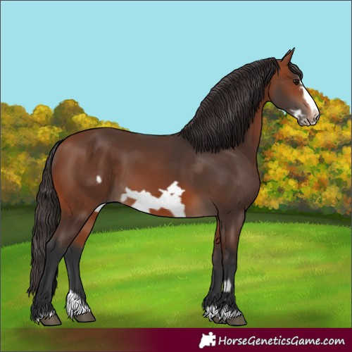 Horse Color:Bay Splash Frame Rabicano