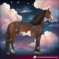 Horse Color:Bay Splash Frame Rabicano 