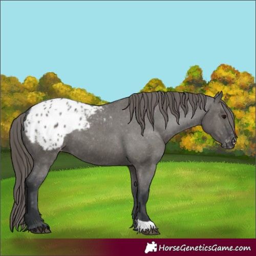 Horse Color:Grullo Appaloosa 