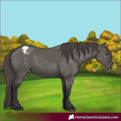 Horse Color:Grullo Varnish 