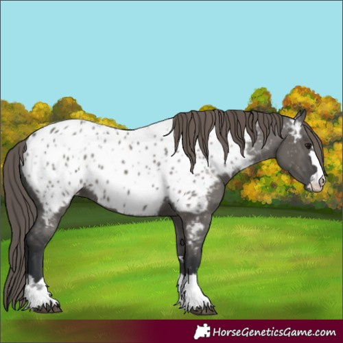 Horse Color:Grullo Appaloosa