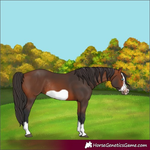 Horse Color:Bay Splash Frame Rabicano