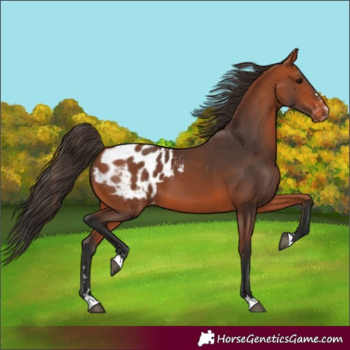 Horse Color:Bay Appaloosa 