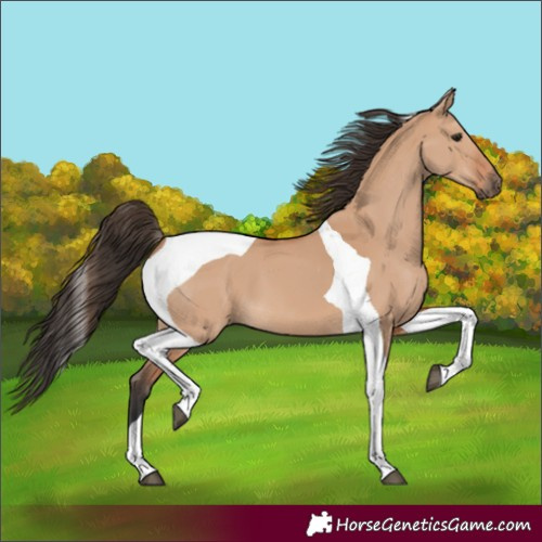 Horse Color:Bay Dun Tobiano 