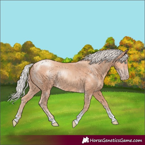 Horse Color:Silver Amber Champagne Sabino Tobiano Rabicano