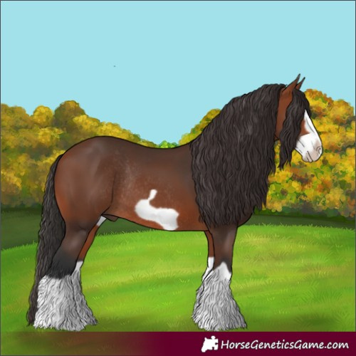 Horse Color:Bay Splash Frame Rabicano 