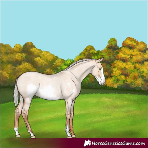 Horse Color:Silver Amber Champagne Roan Dun Frame Rabicano