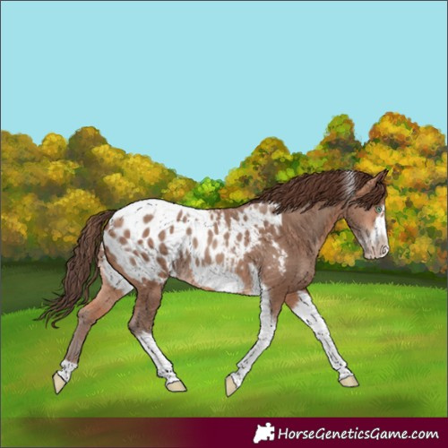 Horse Color:Amber Champagne Tobiano Frame Appaloosa Rabicano