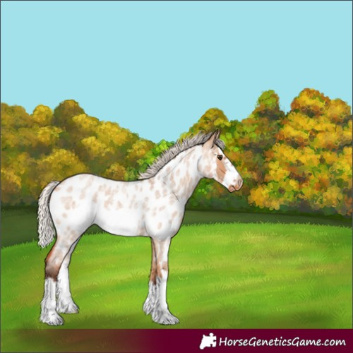 Horse Color:Silver Bay Roan Dun Splash Frame Near Leopard Rabicano 
