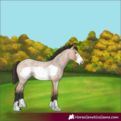 Horse Color:Bay Roan Dun Frame Rabicano