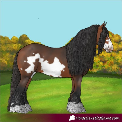Horse Color:Bay Frame 
