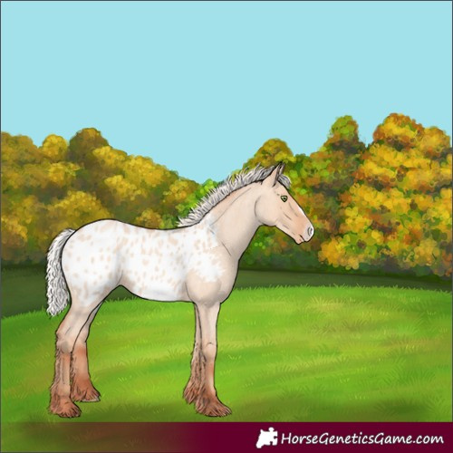 Horse Color:Silver Amber Champagne Roan Dun Frame Blanket Rabicano 