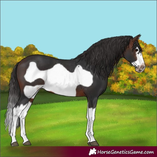 Horse Color:Brown Splash Frame Rabicano